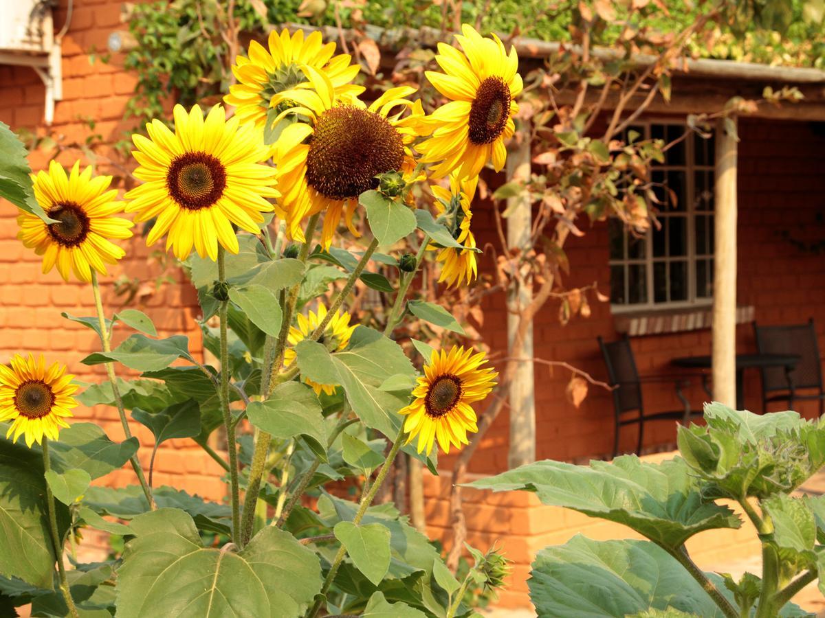 Gondwana Damara Mopane Lodge Mopane Pos エクステリア 写真